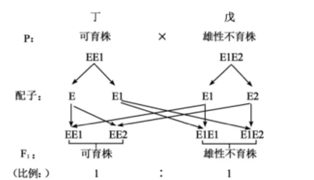 25年浙江生物真题!遗传与基因工程综合题!雄性不育!电泳!PCR扩增计算! 第2张