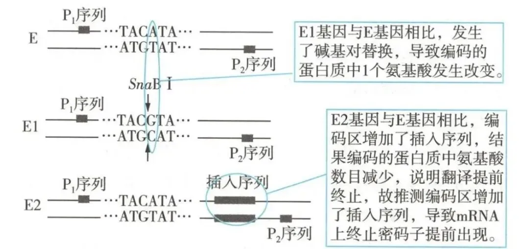 25年浙江生物真题!遗传与基因工程综合题!雄性不育!电泳!PCR扩增计算! 第3张