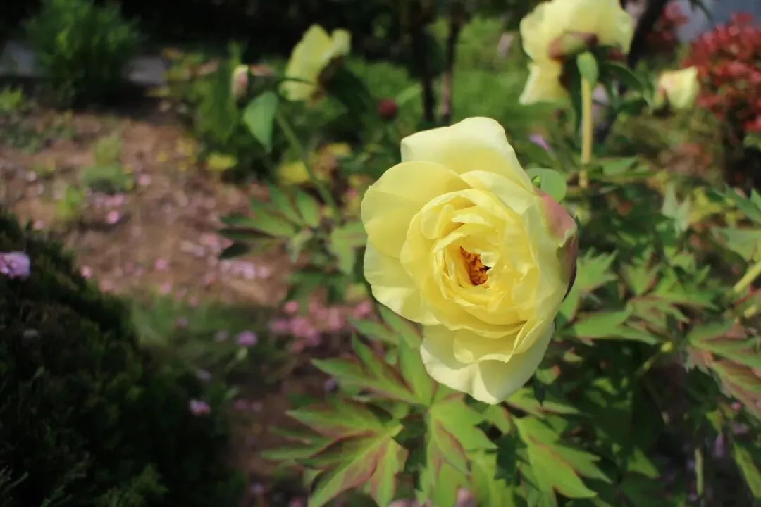 山东名校联盟2026年4月高三模拟考试语文试题 第1张