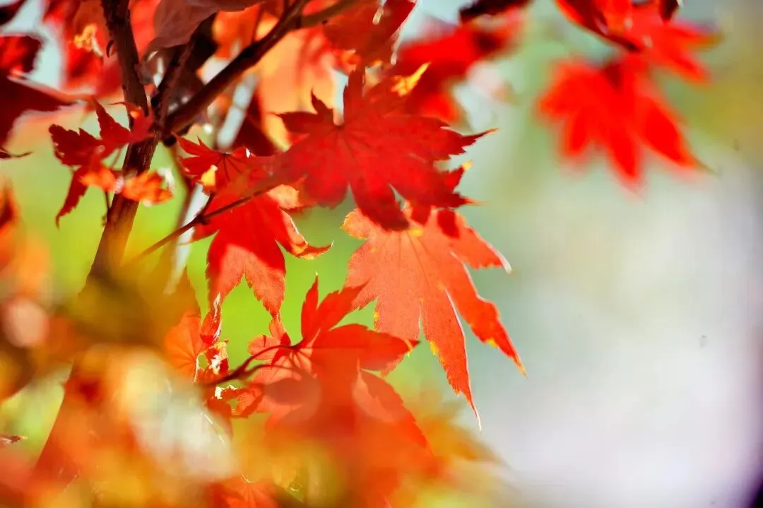 2026中考语文作文备考——范文精选9篇 第3张