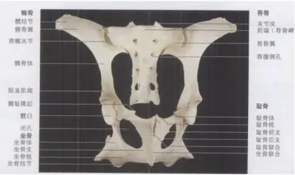 真题分享 | 执兽考试易错题之动物解剖学篇(三) 第4张