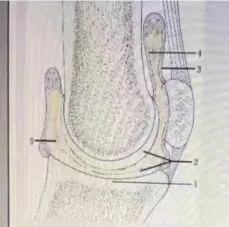 真题分享 | 执兽考试易错题之动物解剖学篇(三) 第5张