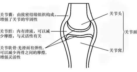 真题分享 | 执兽考试易错题之动物解剖学篇(三) 第6张