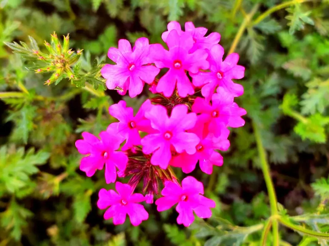 中考作文高分突破|《为了心中的花开》 第4张