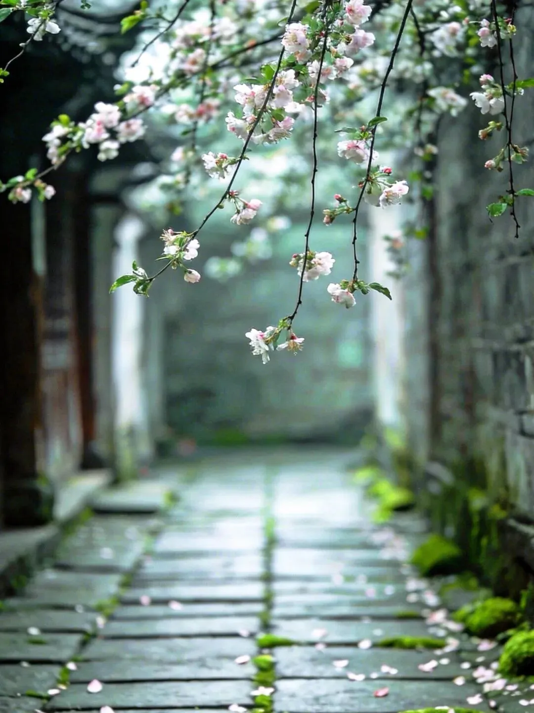 中考作文高分突破|《为了心中的花开》 第5张