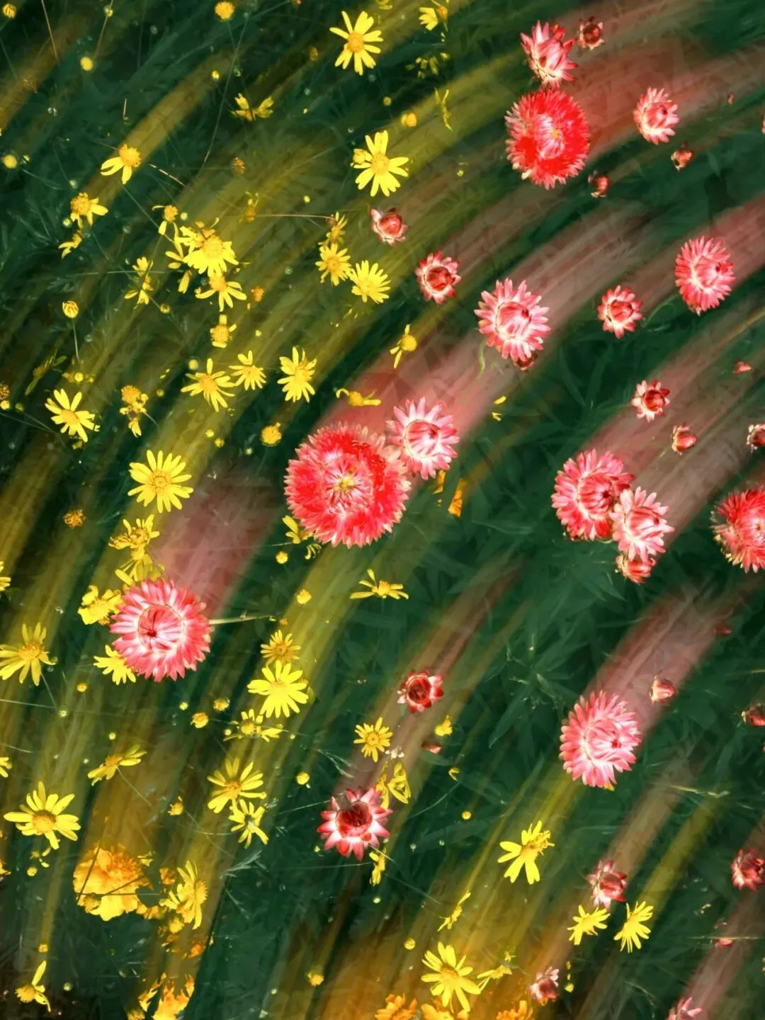 中考作文高分突破|《为了心中的花开》 第6张