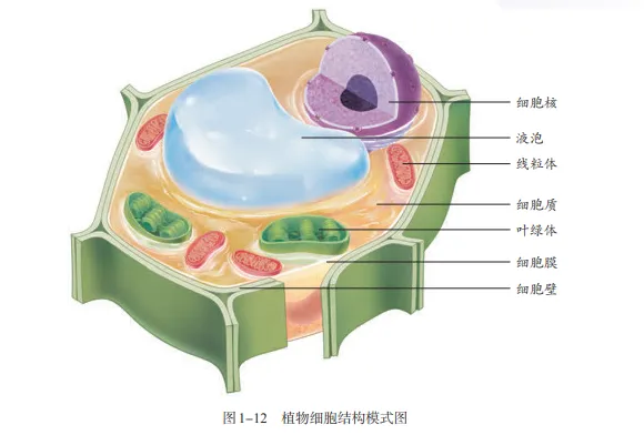 【2026中考生物学】学好这些,生物就没有一点难度了(以新人教版为基础整理)1生物学中的“结构与功能相适应”原则 第2张
