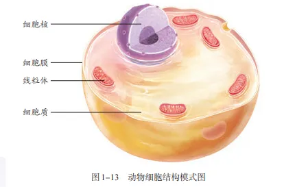 【2026中考生物学】学好这些,生物就没有一点难度了(以新人教版为基础整理)1生物学中的“结构与功能相适应”原则 第3张