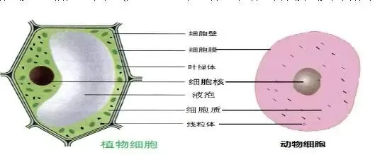 【2026中考生物学】学好这些,生物就没有一点难度了(以新人教版为基础整理)1生物学中的“结构与功能相适应”原则 第4张