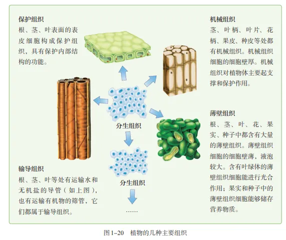 【2026中考生物学】学好这些,生物就没有一点难度了(以新人教版为基础整理)1生物学中的“结构与功能相适应”原则 第5张
