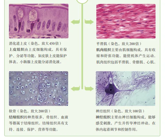 【2026中考生物学】学好这些,生物就没有一点难度了(以新人教版为基础整理)1生物学中的“结构与功能相适应”原则 第6张