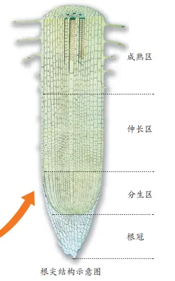 【2026中考生物学】学好这些,生物就没有一点难度了(以新人教版为基础整理)1生物学中的“结构与功能相适应”原则 第7张