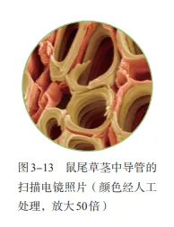【2026中考生物学】学好这些,生物就没有一点难度了(以新人教版为基础整理)1生物学中的“结构与功能相适应”原则 第8张