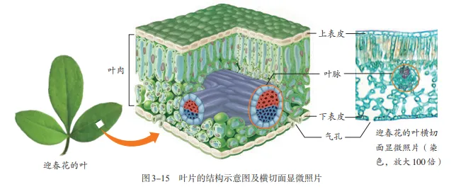 【2026中考生物学】学好这些,生物就没有一点难度了(以新人教版为基础整理)1生物学中的“结构与功能相适应”原则 第9张