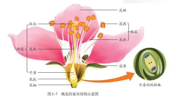 【2026中考生物学】学好这些,生物就没有一点难度了(以新人教版为基础整理)1生物学中的“结构与功能相适应”原则 第10张