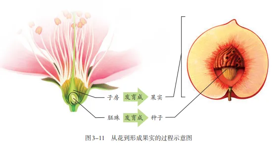 【2026中考生物学】学好这些,生物就没有一点难度了(以新人教版为基础整理)1生物学中的“结构与功能相适应”原则 第11张