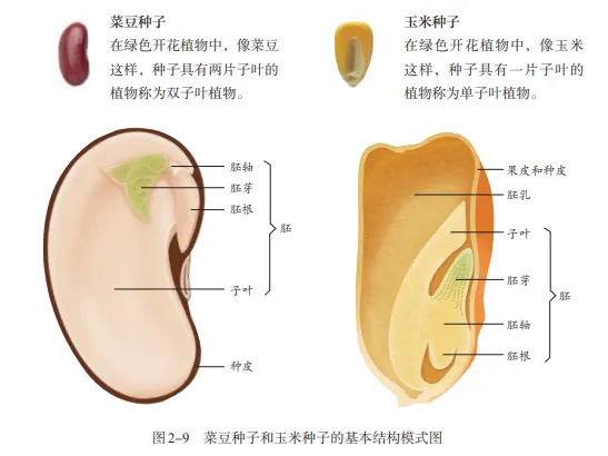 【2026中考生物学】学好这些,生物就没有一点难度了(以新人教版为基础整理)1生物学中的“结构与功能相适应”原则 第12张