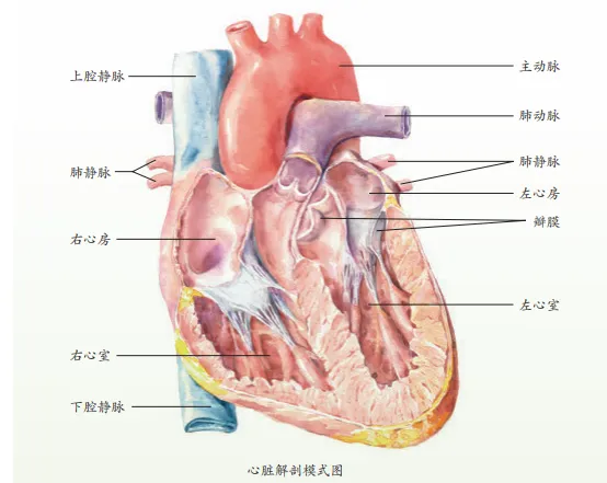 【2026中考生物学】学好这些,生物就没有一点难度了(以新人教版为基础整理)1生物学中的“结构与功能相适应”原则 第14张