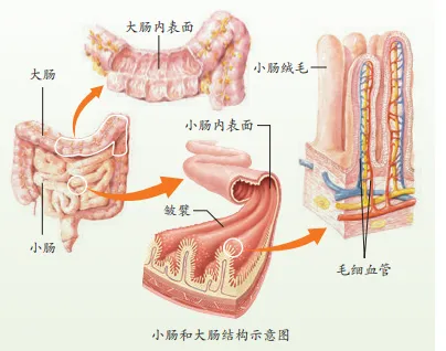 【2026中考生物学】学好这些,生物就没有一点难度了(以新人教版为基础整理)1生物学中的“结构与功能相适应”原则 第15张