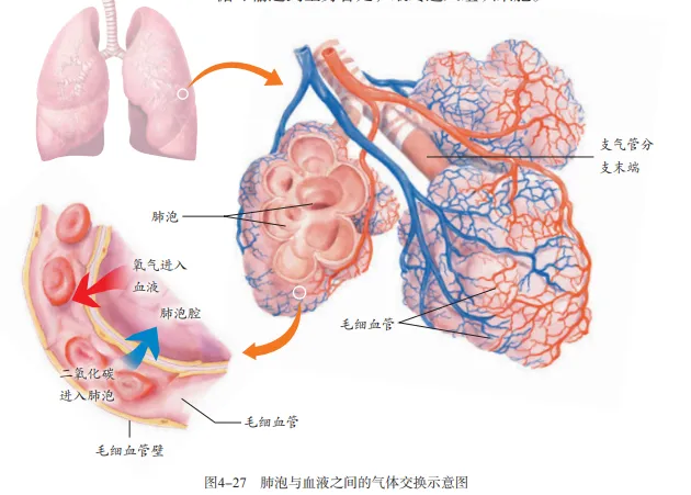 【2026中考生物学】学好这些,生物就没有一点难度了(以新人教版为基础整理)1生物学中的“结构与功能相适应”原则 第16张