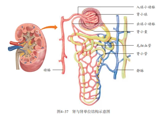 【2026中考生物学】学好这些,生物就没有一点难度了(以新人教版为基础整理)1生物学中的“结构与功能相适应”原则 第17张