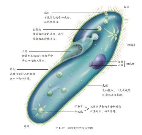 【2026中考生物学】学好这些,生物就没有一点难度了(以新人教版为基础整理)1生物学中的“结构与功能相适应”原则 第20张