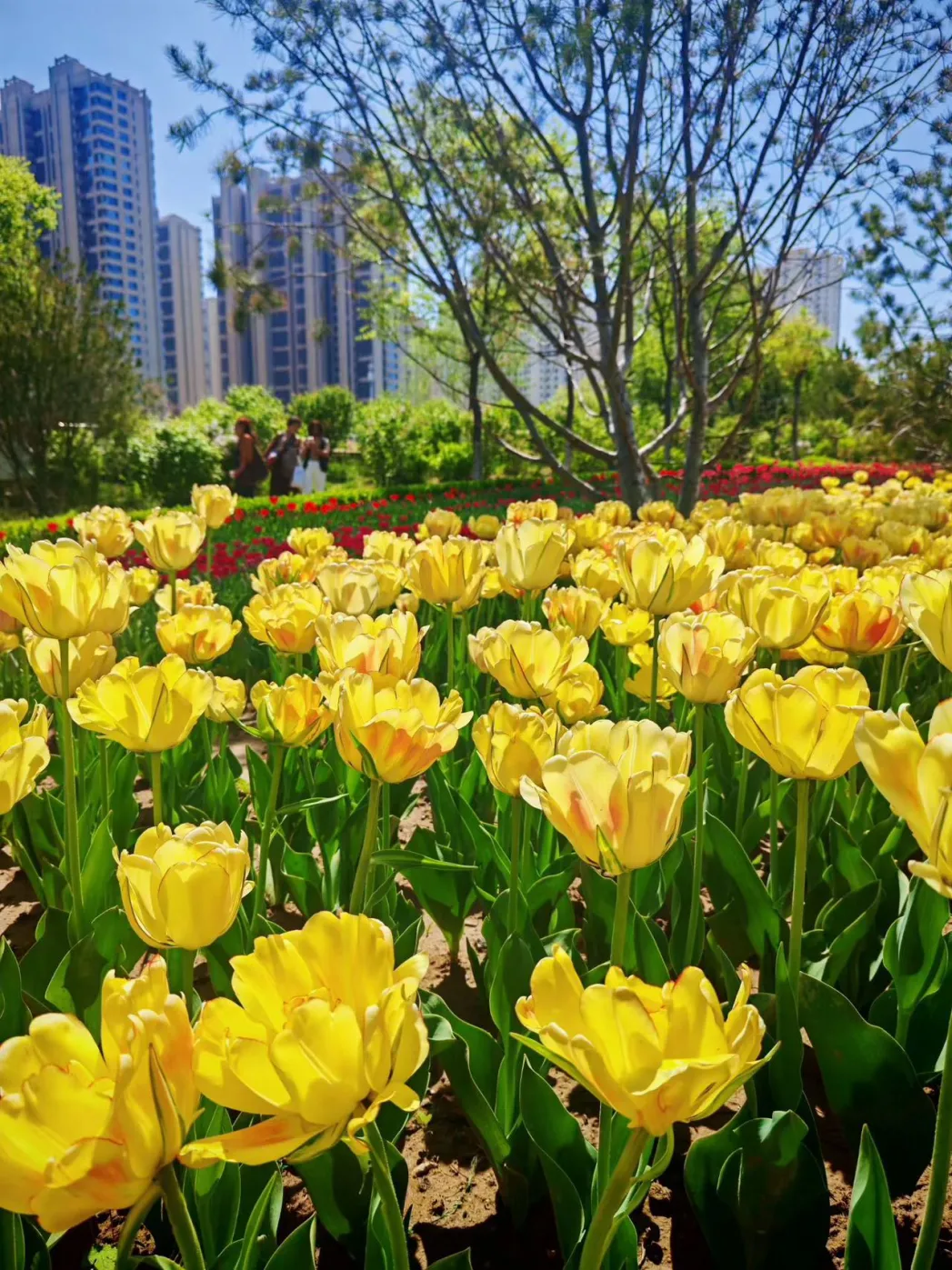 (原创)(2025年山西中考下水作文)幸福的模样 第1张