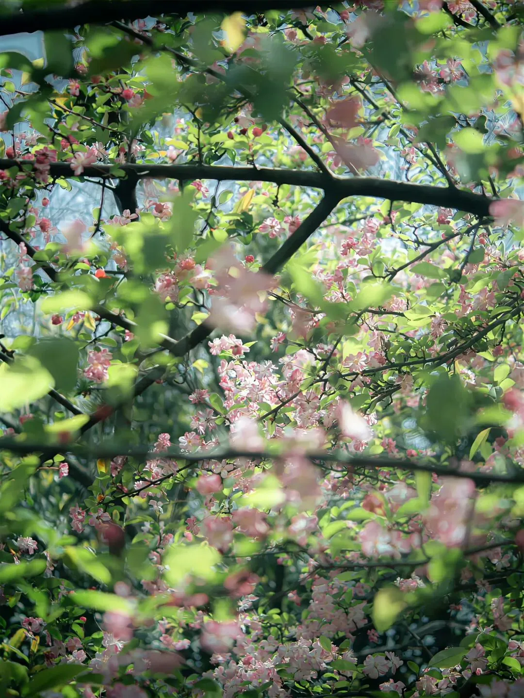 【期中模拟】2026.4北京市海淀区人大附中本部初二(下册)数学期中试卷 第1张