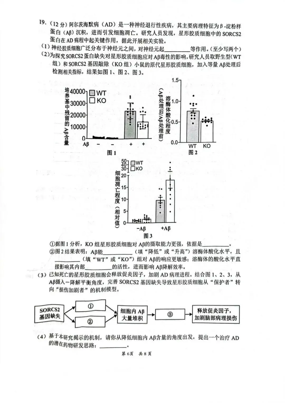 【高三生物】广东惠州市2026届高三4月模拟考试(二模)生物试题+答案 第6张