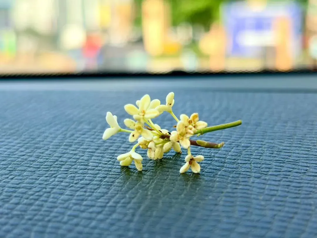 高考语文专项提分学案:文言文真题研做(三) 第2张