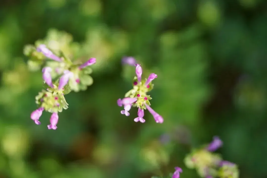 高考语文专项提分学案:文言文真题研做(三) 第3张