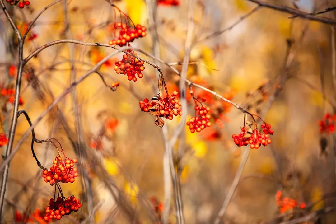 【一剪梅专栏】中考边塞征战诗复习提要(第3149期) 第1张