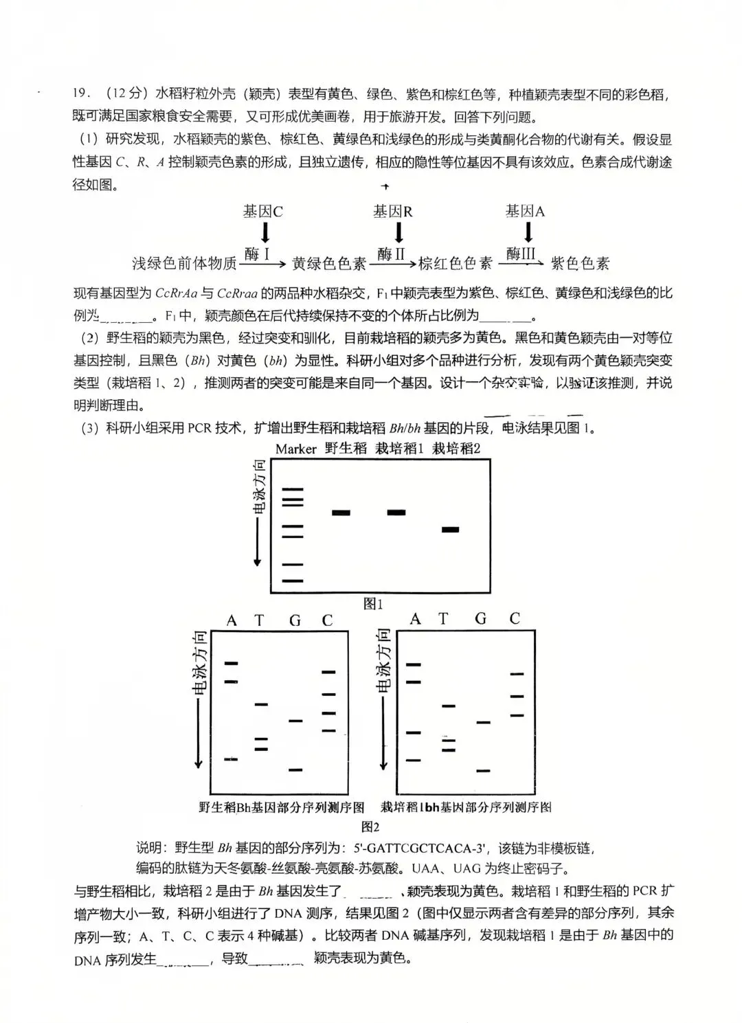 【生物】高考真题的官方答案(1) 第19张