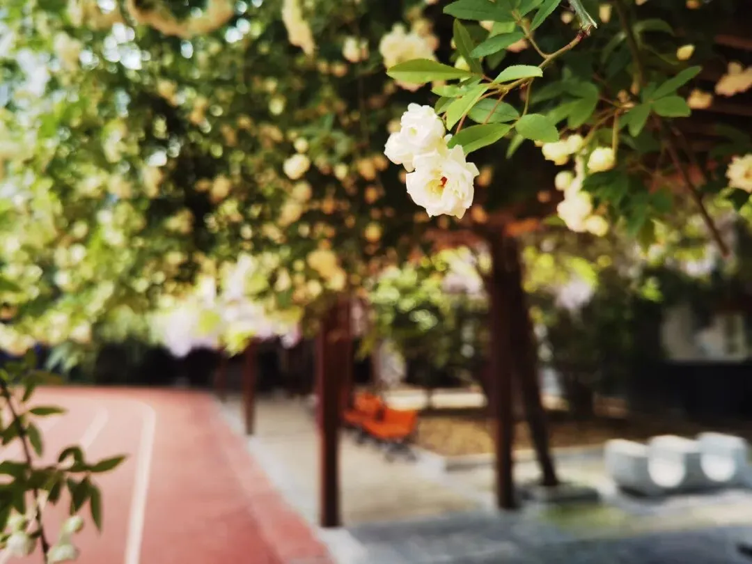 距离中考56天丨关于成绩,关于努力 第1张