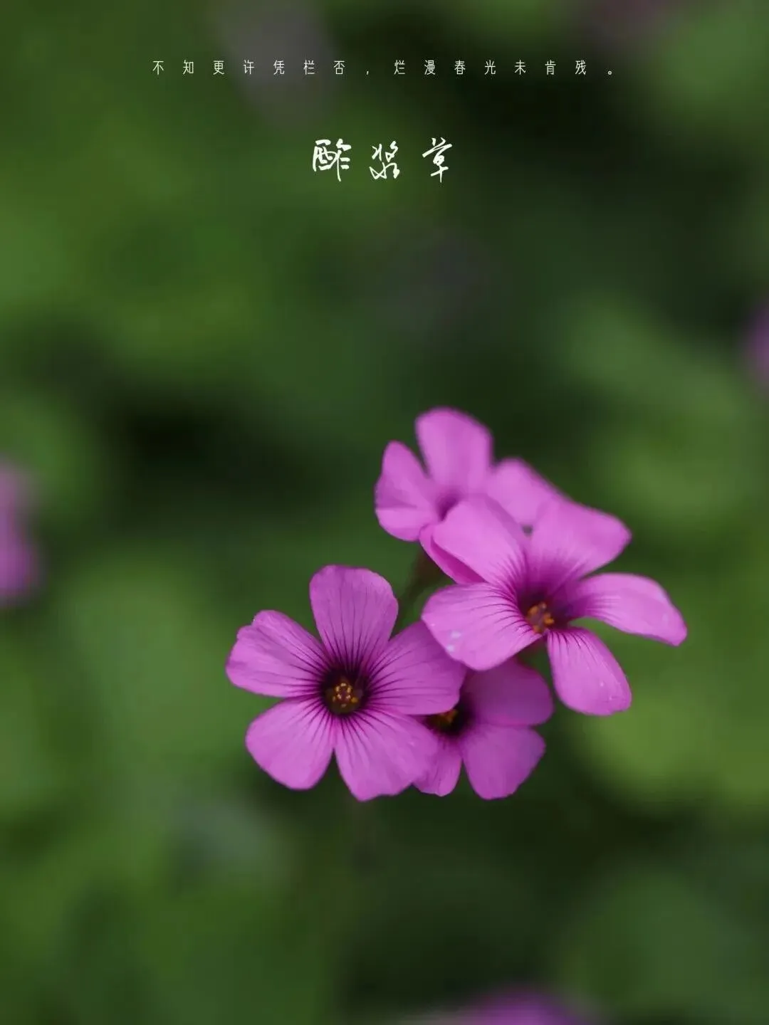 望军教写作:成全(中考下水作文) 第3张