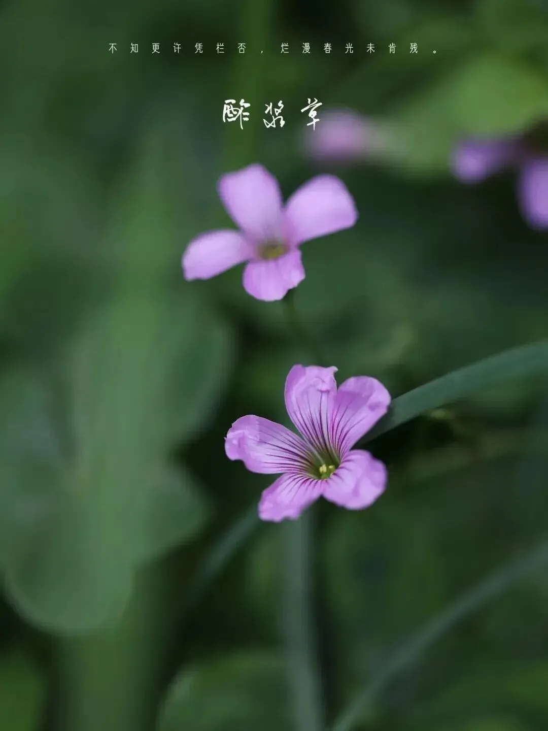 望军教写作:成全(中考下水作文) 第4张