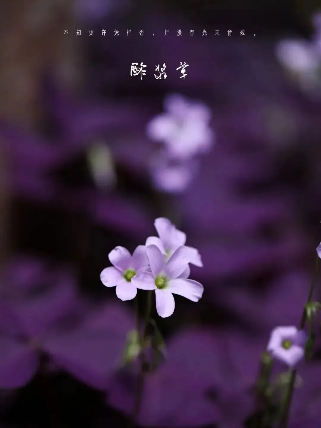 望军教写作:成全(中考下水作文) 第5张