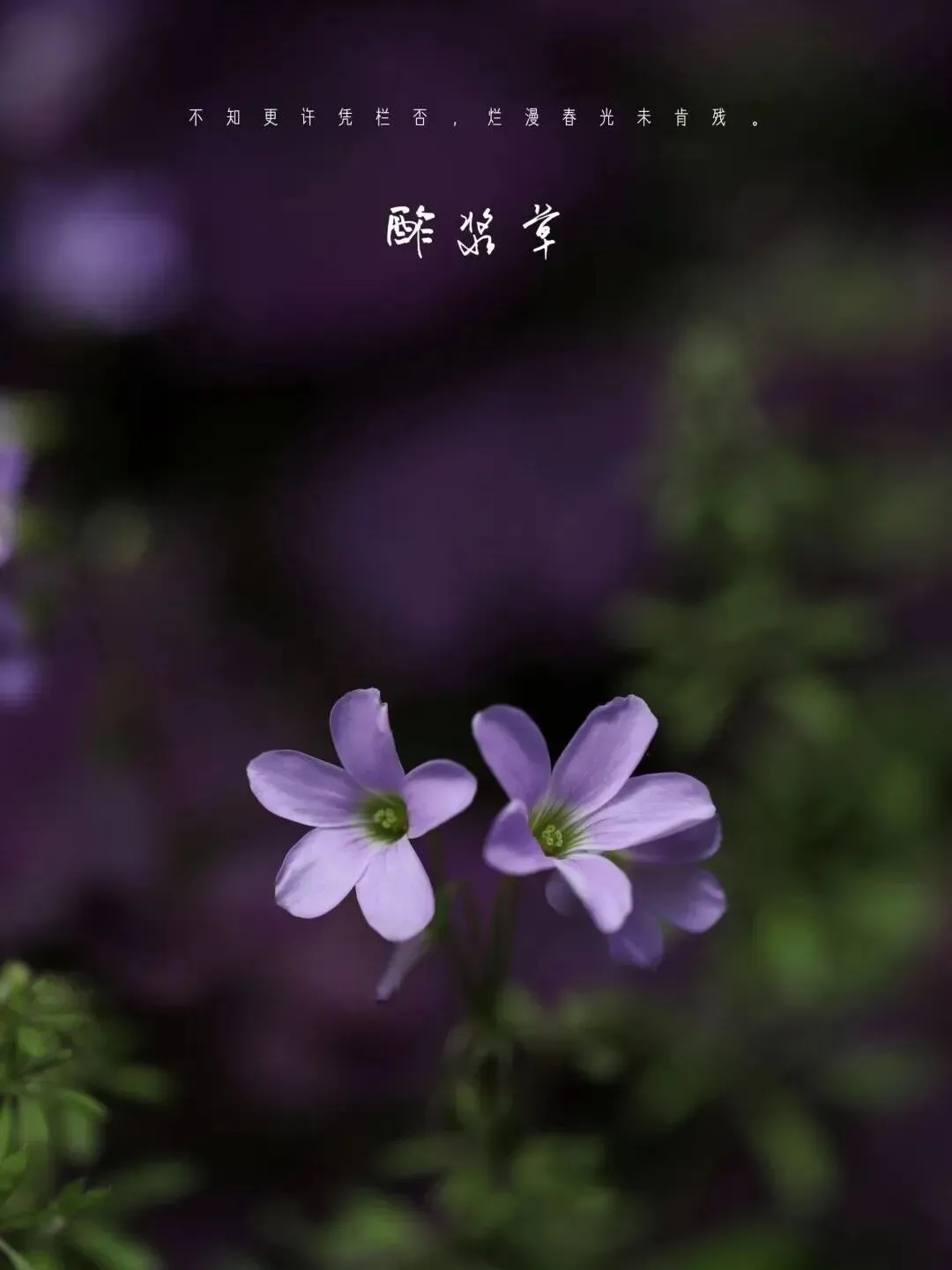 望军教写作:成全(中考下水作文) 第6张