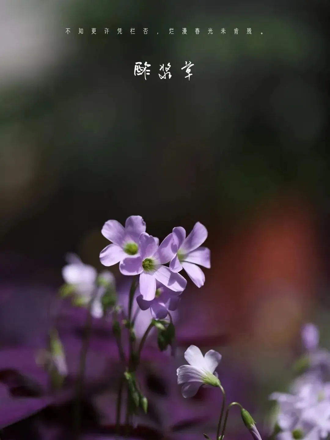 望军教写作:成全(中考下水作文) 第7张