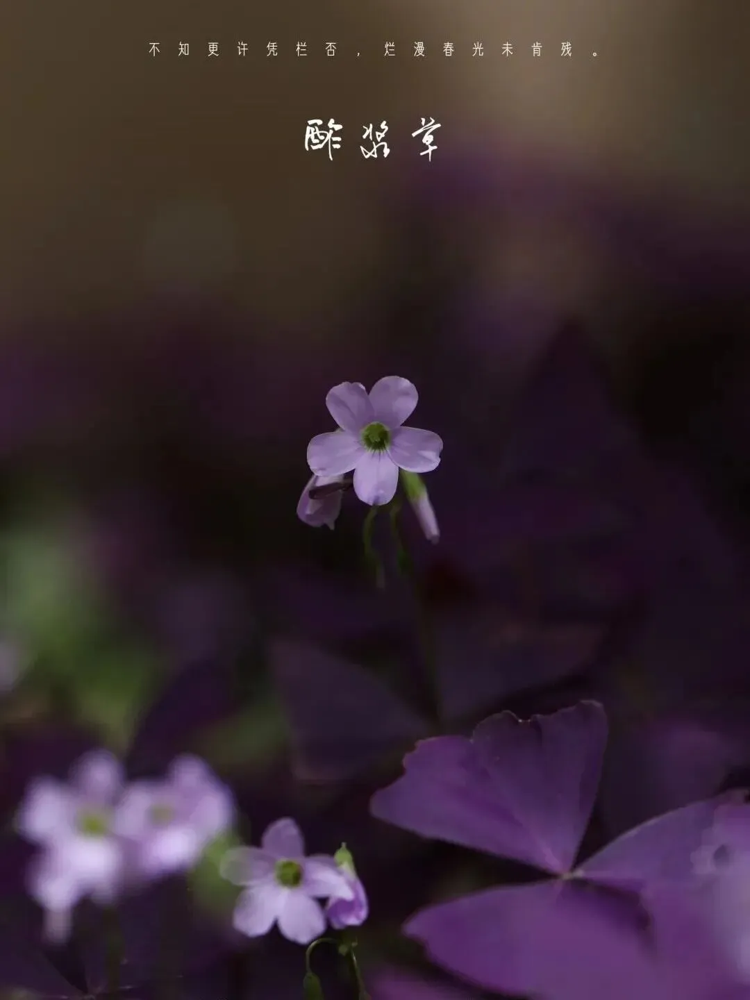 望军教写作:成全(中考下水作文) 第8张