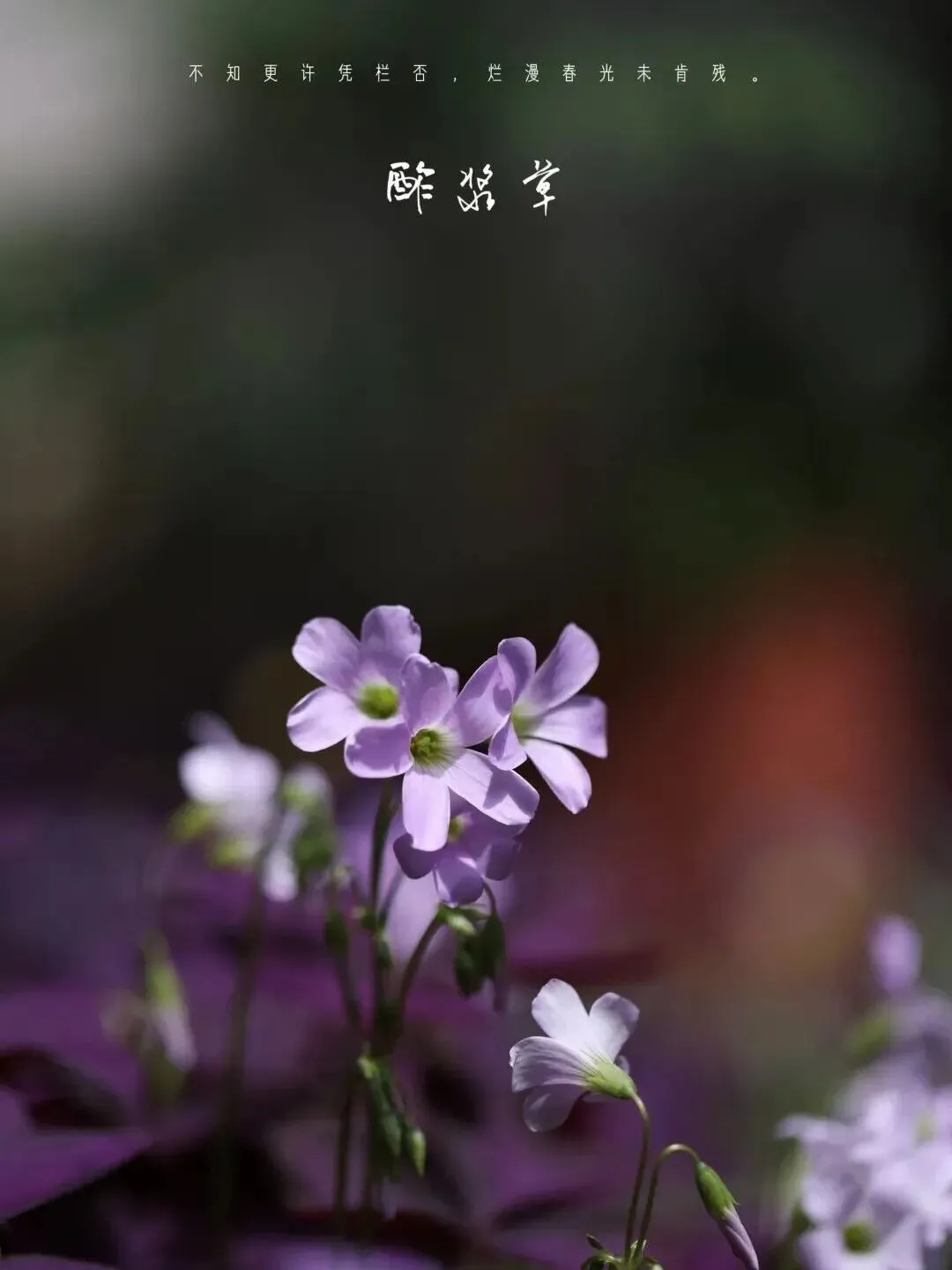 望军教写作:成全(中考下水作文) 第9张