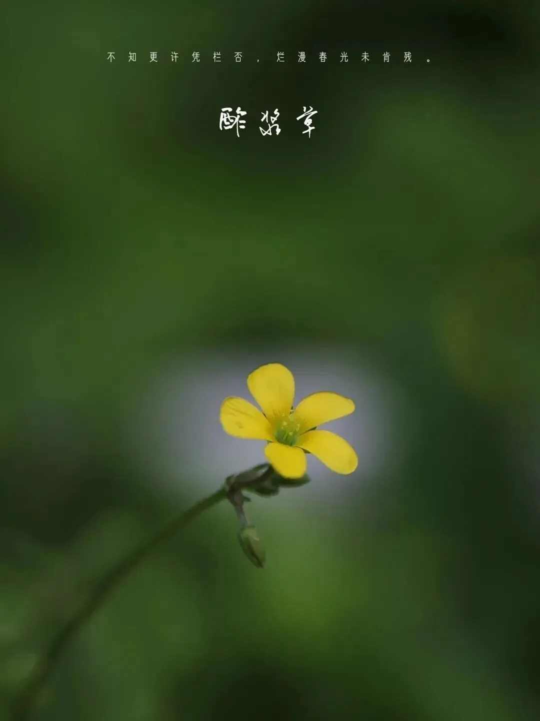 望军教写作:成全(中考下水作文) 第10张