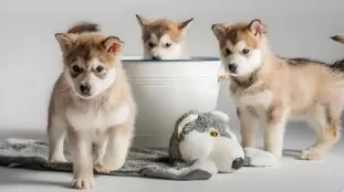 中考后不挤普高独木桥!中专宠物专业,让你靠热爱逆袭,升学就业双无忧 第1张