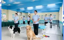 中考后不挤普高独木桥!中专宠物专业,让你靠热爱逆袭,升学就业双无忧 第5张