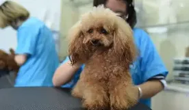 中考后不挤普高独木桥!中专宠物专业,让你靠热爱逆袭,升学就业双无忧 第7张