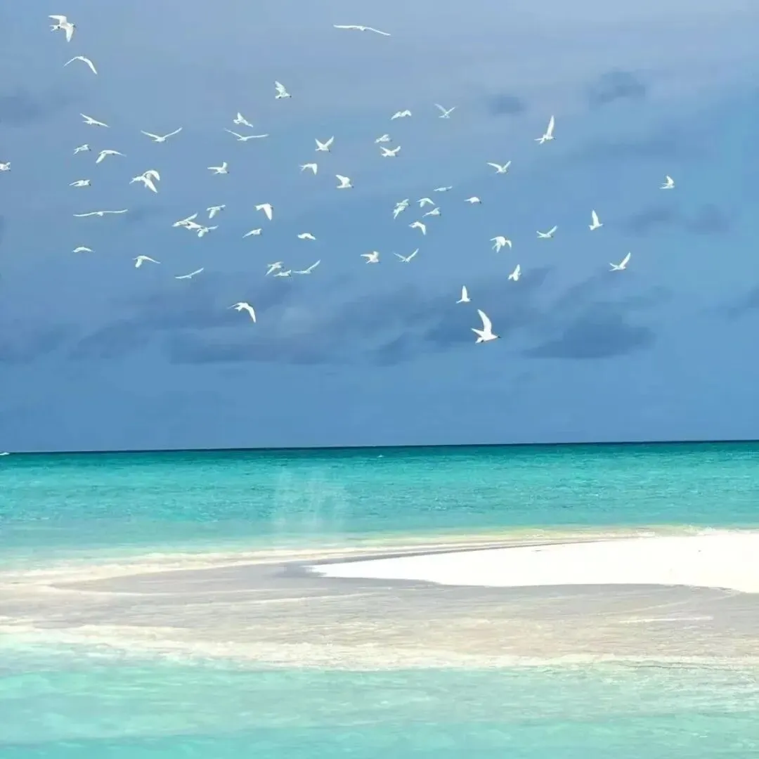 2026年4月湖丽衢二模高三生物试卷、答案、解析、评分细则、赋分表 第20张