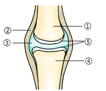 2026年鞍山市一模生物真题 第6张