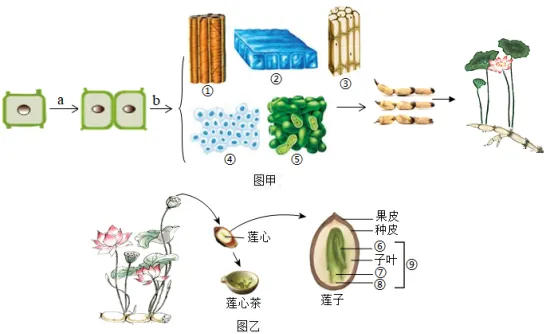 2026年鞍山市一模生物真题 第7张