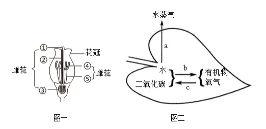 2026年鞍山市一模生物真题 第8张