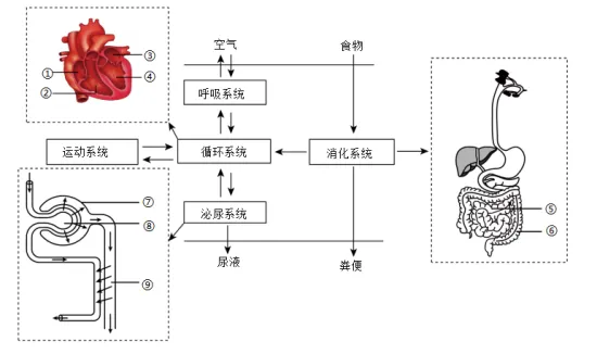 2026年鞍山市一模生物真题 第9张